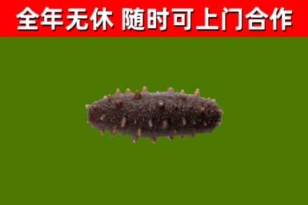 偃师烟酒回收干海参.jpg